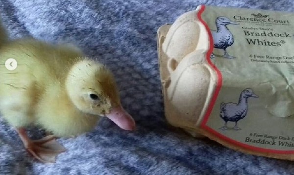 疫情好無聊買「超市鴨蛋」回家玩　1個月後她成功孵出3隻小鴨。（圖／翻攝自Instagram／beeppeepmeep）