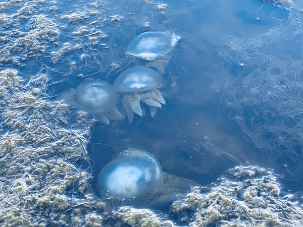 ▲民眾拍下布袋鎮龍宮溪出海口一帶大量水母漂浮。（圖／李姓民眾提供）