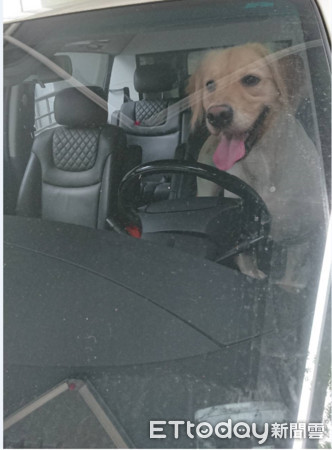 犬隻獨留車內飼主受罰。（圖／台北市動保處提供）