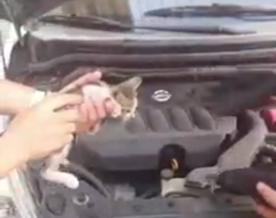 ▲小奶貓受困車引擎內。（圖／民眾提供）