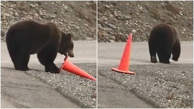 強迫症的熊！　路過見三角錐倒了「忍不住扶正」　網驚：熱心工讀生？