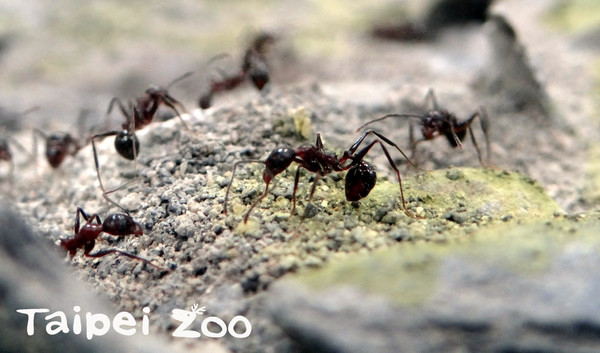 ▲▼動物園「蟻人」崛起！　新增5種螞蟻大軍產卵覓食畫面全曝光。（圖／臺北市立動物園提供）