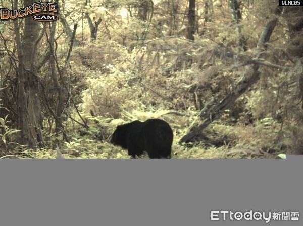 ▲▼林管處架設的無線自動傳輸相機，拍攝到台灣黑熊相關影像後可即時啟動巡守隊加強巡視。（圖／花蓮林管處提供，下同）