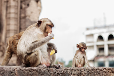 泰國猴子暴動繁殖「把人類逼出城市」　砸窗進房搶食物...居民棄守逃
