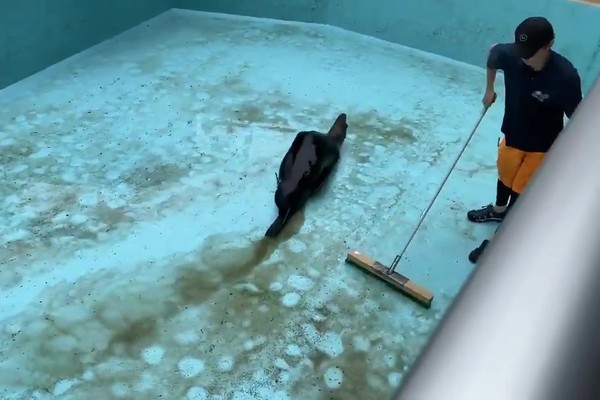 ▲熱情的海獅用自己的身體當作拖把，從髒水中滑過。（圖／翻攝自Twitter／@CIicWdhHlXGV0Xs）