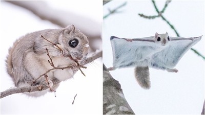 北海道限定！雪白皮毛+圓滾大眼「雪地小精靈」萌翻萬人　看照片就已融化