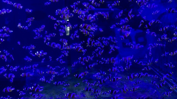 ▲ 基隆海科館成功復育700隻可愛小尼莫 超萌模樣喚醒民眾保護海洋。（圖／基隆海科館提供）