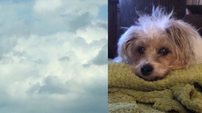 愛犬離世當天雲朵「浮現牠的臉」　貼文釣出網友共鳴：我家的也有出現