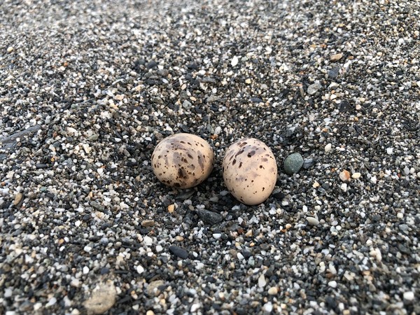 ▲▼沙灘上的小燕鷗蛋。（圖／蘇雅婷攝）