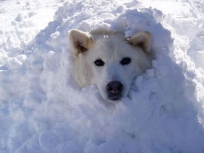 汪星人在雪裡玩開後，一秒變超萌雪狗