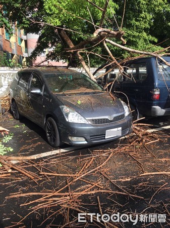 ▲高雄鳳西國中內的一棵老樹不敵風力倒塌，造成三輛車毀壞            。（圖／記者吳奕靖翻攝）