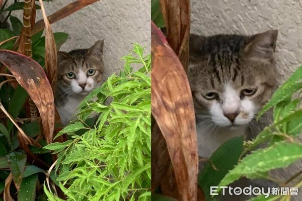 ▲貓貓有點害羞地躲在花盆後面。（圖／網友Mika授權提供）