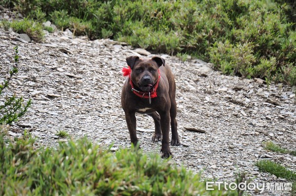 ▲「南湖山屋比特犬」引發兩派論戰　為什麼牠不該待在山上？。（圖／登山客提供）