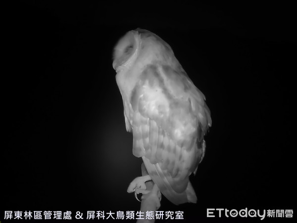 ▲台灣列入一級保育鳥類「怪鳥」草鴞出現在棲息架            。（圖／記者陳崑福翻攝）