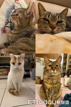 ▲孫沛家中共有4隻貓貓。（圖／臉書粉專「我是孫沛沛」授權提供）