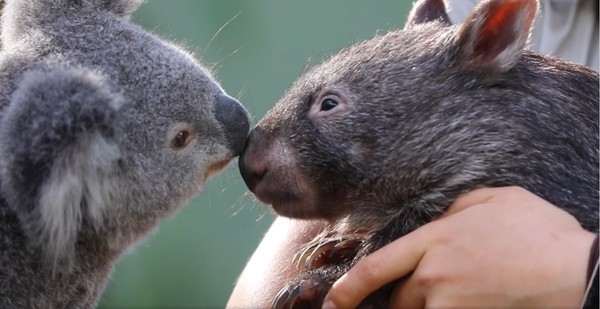 ▲▼袋熊和無尾熊親暱的碰鼻打招呼。（圖／翻攝自臉書社團@AustralianReptilePark）