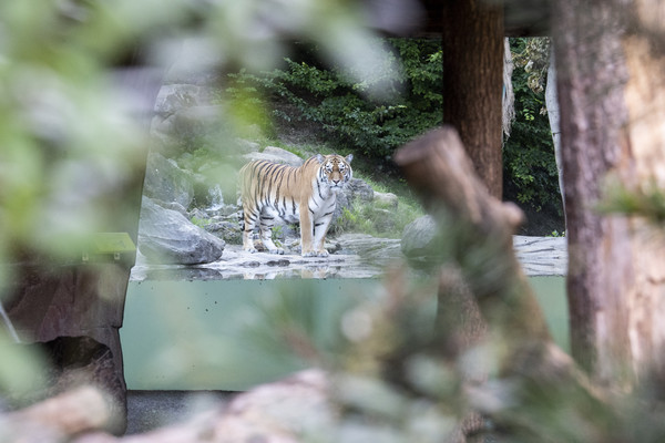 ▲瑞士蘇黎世動物園（Zurich Zoo） 5歲的西伯利亞虎伊莉娜（Irina）攻擊飼育員致死。圖為園區內另外一隻西伯利亞虎在被封鎖的圍欄區內。（圖／達志影像／美聯社）