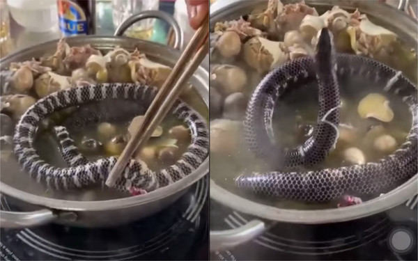▲▼小蛇被活生生丟到鍋中烹煮的影片讓萬名網友表示太殘忍。（圖／翻攝自tiktok）