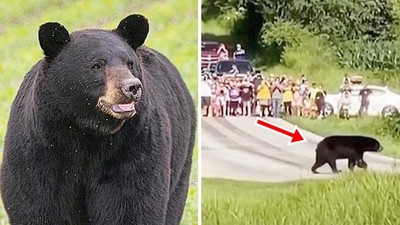 專家說了「不要打擾牠」！黑熊尋愛跋涉800公里　求愛路途屢受人類干擾