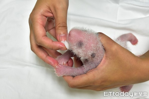 大貓熊圓圓、大貓熊二寶妹。（圖／台北市立動物園提供）