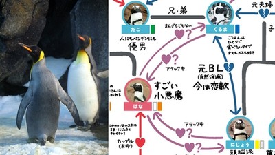 水族八點檔「企鵝世家」　父子BL戀上小惡魔　館方：比人類還精彩