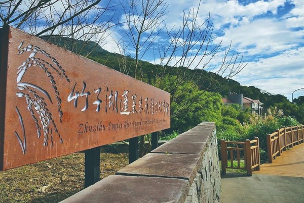 台北盛夏最後的稻田！在金黃稻浪中騎單車 再去台北這處吃好吃的米飯（圖／台北畫刊提供）