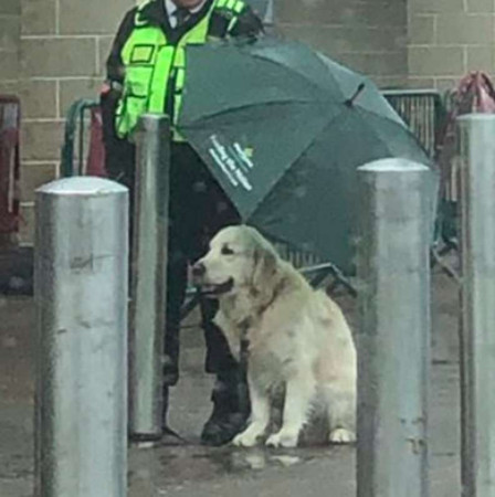 ▲▼狗綁超市外突然下雨！　警衛濕身幫「腳邊撐傘」暖舉感動萬人。（圖／翻攝自Twitter:MelGracie_）