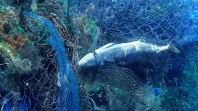百頓廢棄漁網「驚見多隻鯨屍」！海洋環保組織：太平洋底下全是垃圾