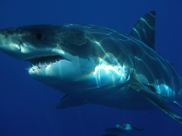 ▲▼大白鯊。（圖／翻攝自pixabay）