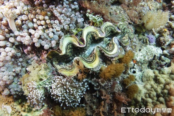 珊瑚礁海域美麗花朵　綠島禁捕15公分以下硨磲貝。（圖／台東縣政府農業處）