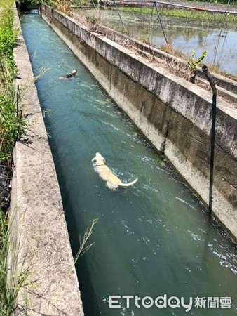 ▲▼狗狗跳入湍急溝渠險溺斃。（圖／飼主Genie Lee提供）