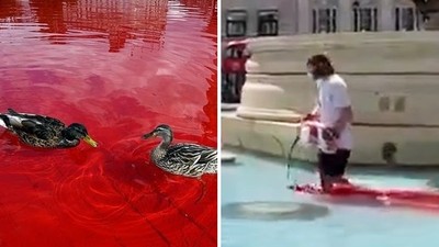 高喊保護動物卻「毀了鴨子的家」！動保人潑漆染紅噴泉　反被圍觀民眾罵翻