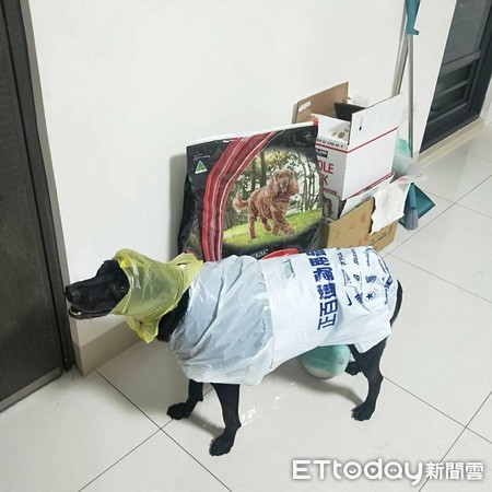 ▲以為過敏...愛犬狂打噴嚏地上冒鮮血！　她見「巨黑兇探鼻」嚇呆。（圖／飼主陳小姐提供）