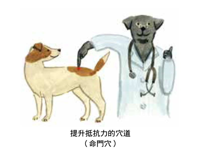 ▲▼ 台灣東販《狗狗的家庭醫學百科》