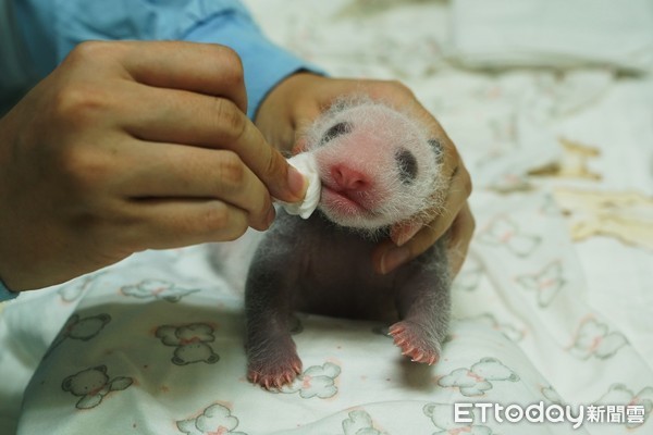 大貓熊二寶妹17日齡。（圖／台北市立動物園提供）