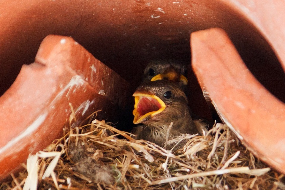 ▲▼麻雀,鳥,築巢,幼雛。（圖／pixabay）
