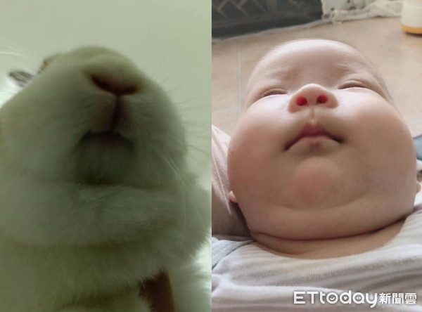 ▲1歲嬰撞臉兔寶寶！「小唇厚下巴」複製貼上　媽驚：怎麼越長越像。（圖／網友Shiuan Liu‎提供，請勿隨意翻拍，以免侵權。）