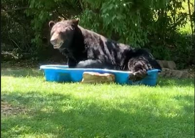 ▲▼熊熊硬是要把龐大身軀塞入水池中。（圖／翻攝自FB/Regina Keller）