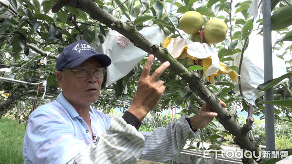 ▲走訪高接梨故鄉！ 在地實力派滋味大揭密 。（圖／記者謝婷婷攝）