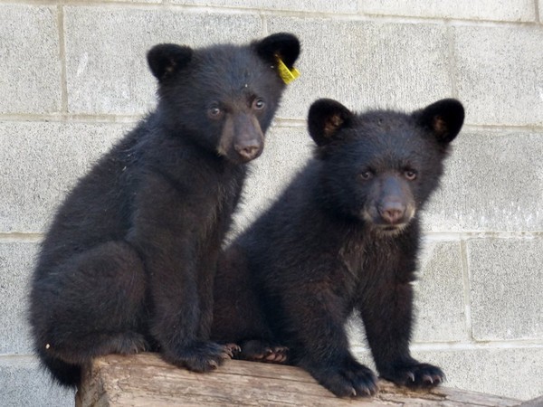 ▲▼當初被救出的兩隻小熊Jordan和Athena。（圖／翻攝自North Island Wildlife Recovery Centre）