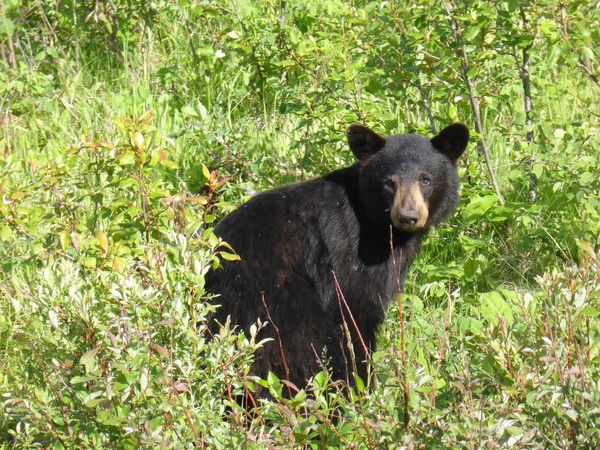 ▲▼加拿大,黑熊。（圖／取自免費圖庫pixabay）