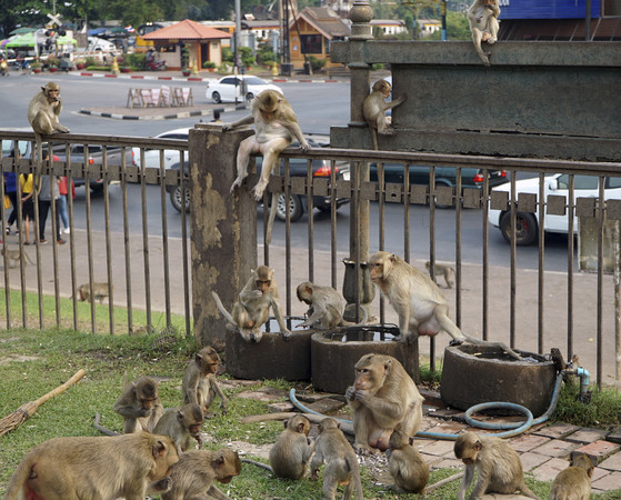 ▲泰國猴城猴子繁衍速度失控。（圖／達志影像／美聯社）