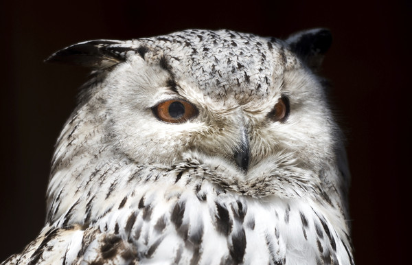 ▲歐洲雕鴞（Eurasian Eagle Owl）。（圖／達志影像／美聯社）
