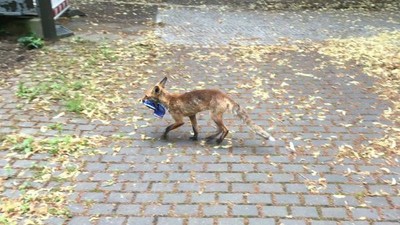 就愛鹹魚味！戀鞋癖狐狸「連偷百隻鞋」　嘴咬藍白拖遭活逮