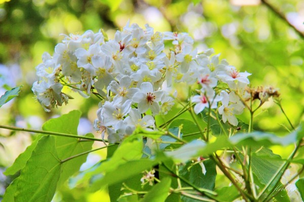 ▲▼天空之城。（圖／飛天璇的口袋提供）