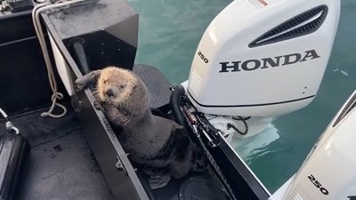 海獺怕怕！　遇殺人鯨追殺直接跳上船求救　氣喘吁吁趴船樣全被錄