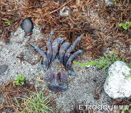 ▲ 劣質遊客遊綠島，一級保育「椰子蟹」慘遭玩死             。（圖／郭文信提供）