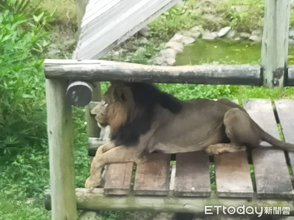 ▲▼壽山動物園獅子。（圖／高雄市府觀光局提供）