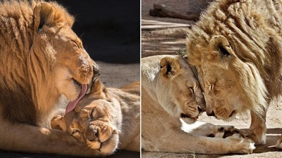 不忍高齡獅夫妻受煎熬　動物園忍痛安樂死　同日長眠下輩子還要在一起喔