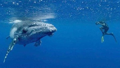 近拍美照嚇到鯨魚！深潛女「被尾鰭重擊」肋骨斷多根　網轟：標準亡美